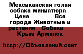 Мексиканская голая собака миниатюра › Цена ­ 53 000 - Все города Животные и растения » Собаки   . Крым,Армянск